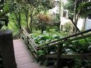 On the back side of Telegraph Hill are the wonderful old, wooden Filbert Steps which make their way down the hill through dense terraced gardens.